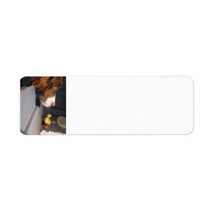english springer spaniel w duckling return address label