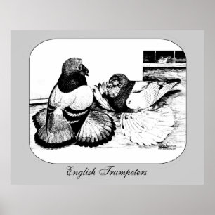 English Trumpeter Pigeons Poster
