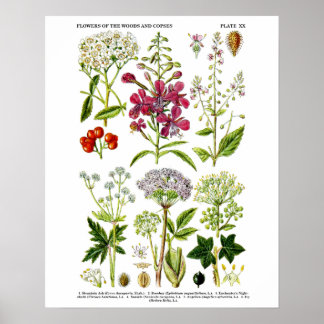English Wildflowers Botanical art print no. 4