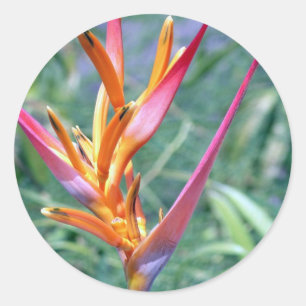 Enhanced Hawaiian Heliconia Flower Classic Round Sticker