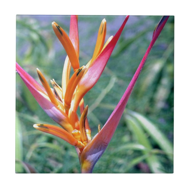 Enhanced Heliconia Flower Tile (Front)