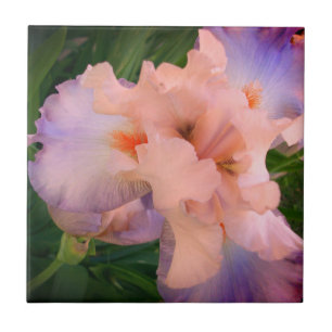 Enhanced Peach & Purple Iris Ceramic Tile