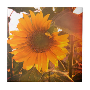 Enhanced Sunflower Ceramic Tile