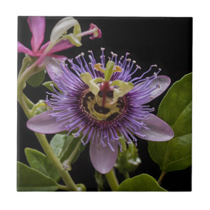 Enigmatic Beauty: the Purple Passion Flower Ceramic Tile