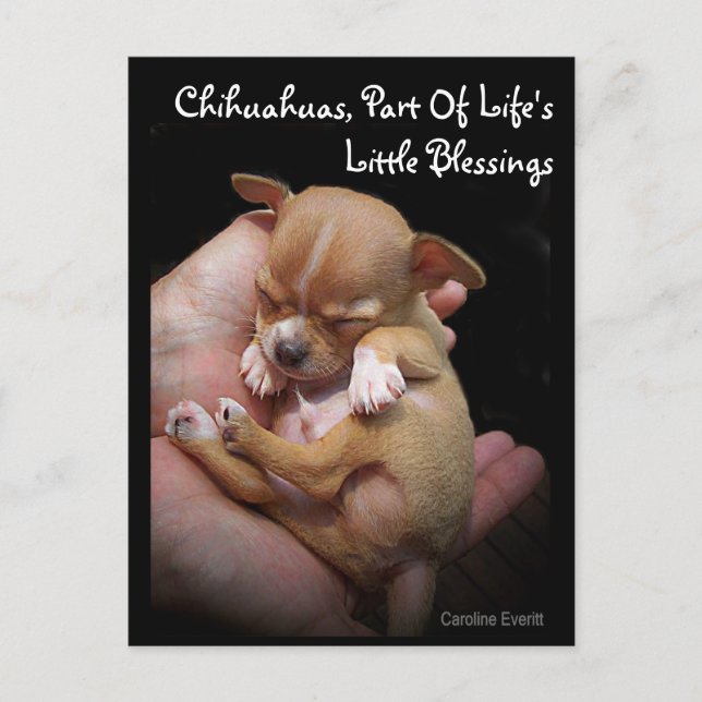 Enjoy Life's Little Blessings Postcard (Front)
