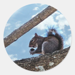 Enjoying a Nut Classic Round Sticker
