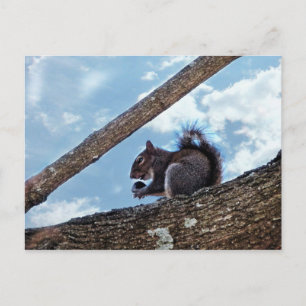 Enjoying a Nut Postcard