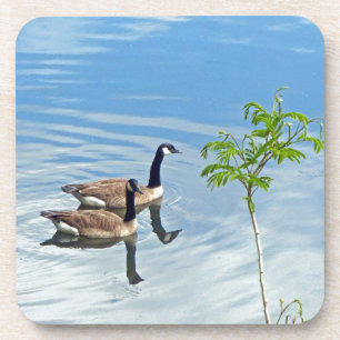 Enjoying a Swim Coaster