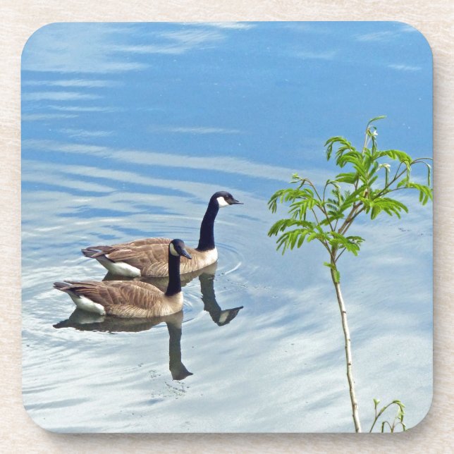 Enjoying a Swim Coaster (Front)