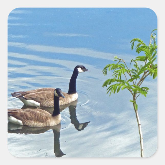 Enjoying a Swim Square Sticker (Front)