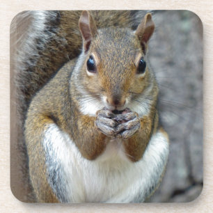Enjoying a Treat Coaster