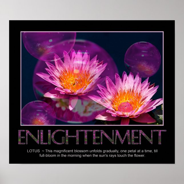 Enlightenment Poster - Waterlily - Lotus (Front)