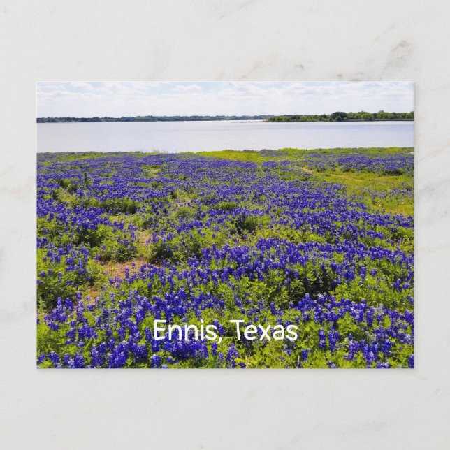 Ennis Bluebonnets by Lake Bardwell Postcard (Front)