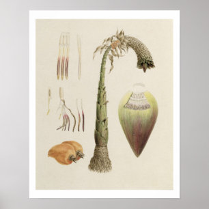 Ensete No. 10, formerly attributed to James Bruce Poster