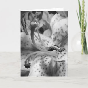 Enticing Lily Card