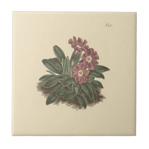 Entire Leaved Primrose Botanical Illustration Tile
