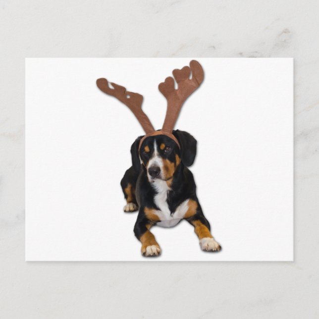 Entlebucher Christmas Dog Holiday Postcard (Front)