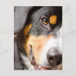 Entlebucher _I've got My Eyes on You! Post Cards