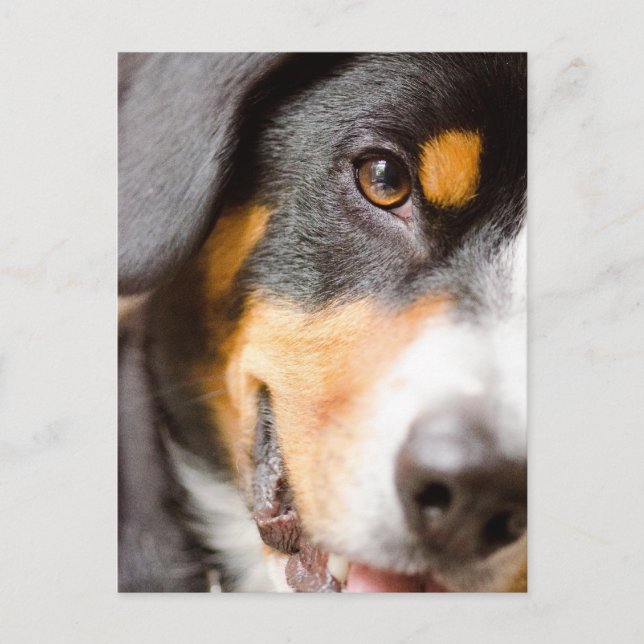 Entlebucher _I've got My Eyes on You! Post Cards (Front)
