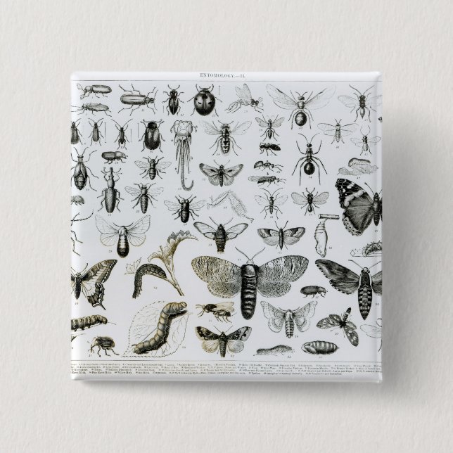 Entomology 15 Cm Square Badge (Front)