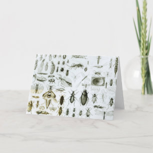 Entomology Insects Card