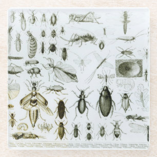 Entomology Insects Glass Coaster