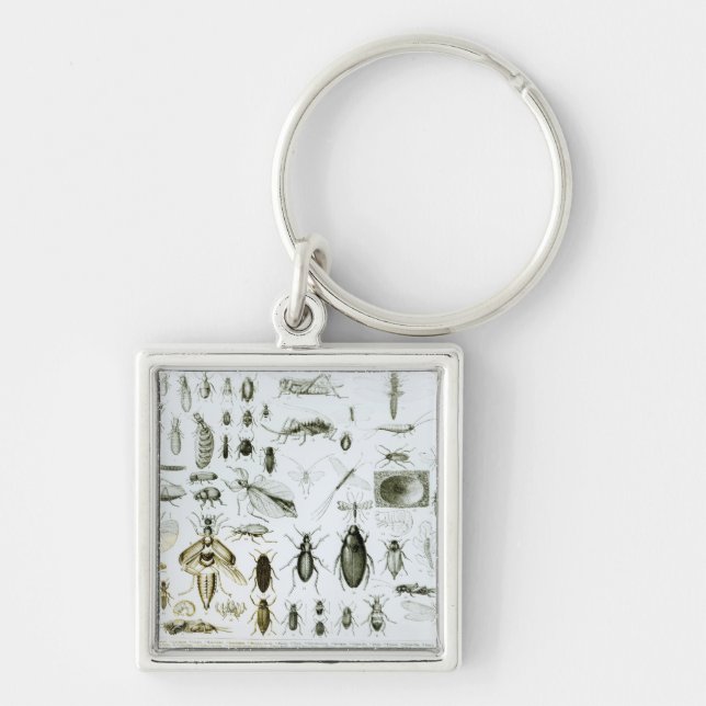 Entomology Insects Key Ring (Front)