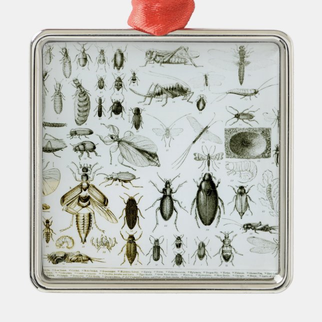 Entomology Insects Metal Tree Decoration (Front)