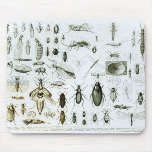 Entomology Insects Mouse Pad