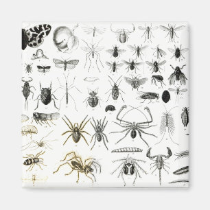 Entomology, Myriapoda and Arachnida Magnet
