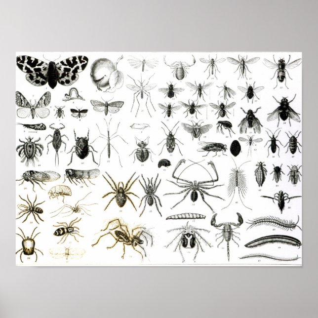 Entomology, Myriapoda and Arachnida Poster (Front)
