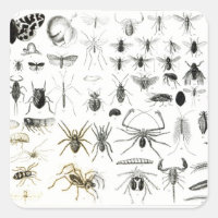 Entomology, Myriapoda and Arachnida