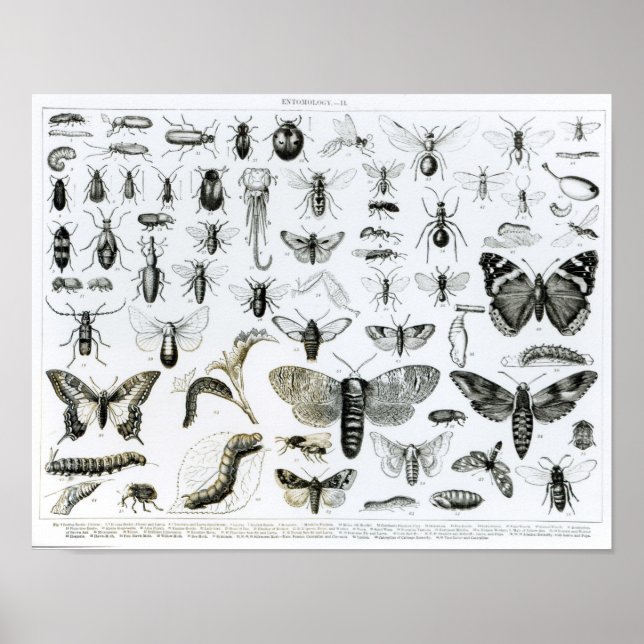 Entomology Poster (Front)
