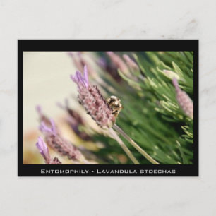 Entomophily - Lavandula stoechas Postcard