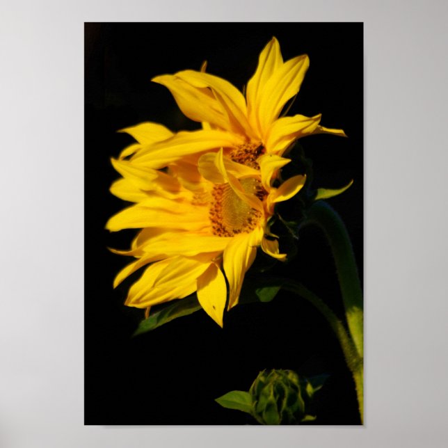 Entwined sunflower and its meaning poster (Front)
