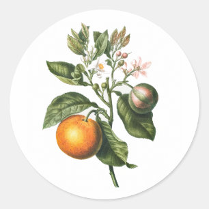 ENVELOPE SEAL STICKER : BITTER ORANGE BLOSSOM