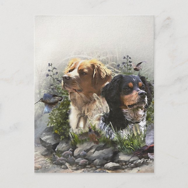 Epagneul Breton, Brittany Spaniel   Postcard (Front)