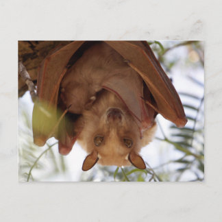 Epauletted Fruit Bat; a mother with child Postcard