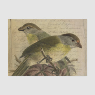 Ephemera Birds and Script Tissue Paper