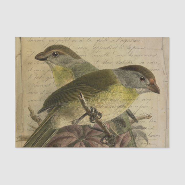 Ephemera Birds and Script Tissue Paper (Front)