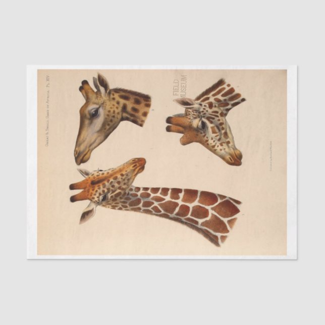 Ephemera Decoupage Giraffe Heads Tissue Paper (Front)