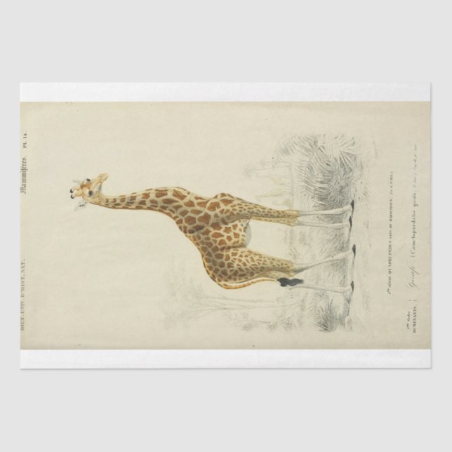 Ephemera Decoupage Giraffe Tissue Paper (Front)