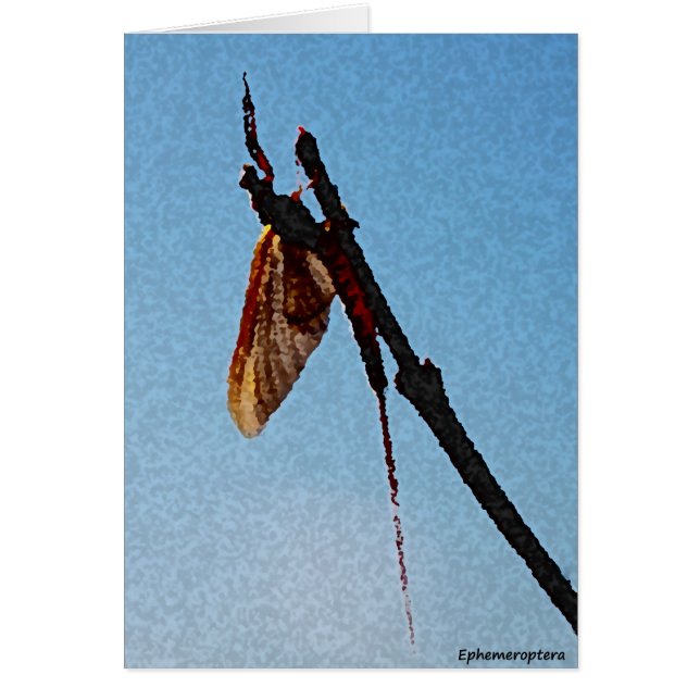 Ephemeroptera - Card (Front)