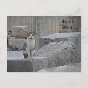 Ephesus Cat Postcard