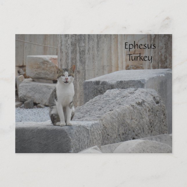Ephesus Cat Postcard (Front)