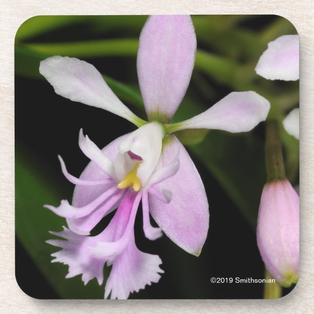 Epidendrum caligarium coaster (Front)