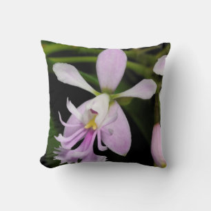 Epidendrum caligarium cushion