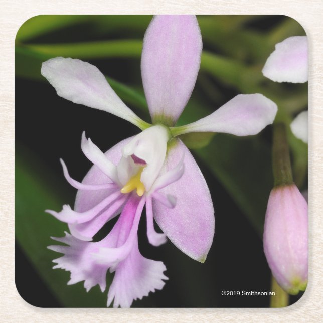 Epidendrum caligarium square paper coaster (Front)