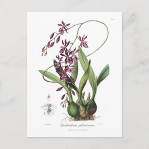 Epidendrum phœniceum postcard