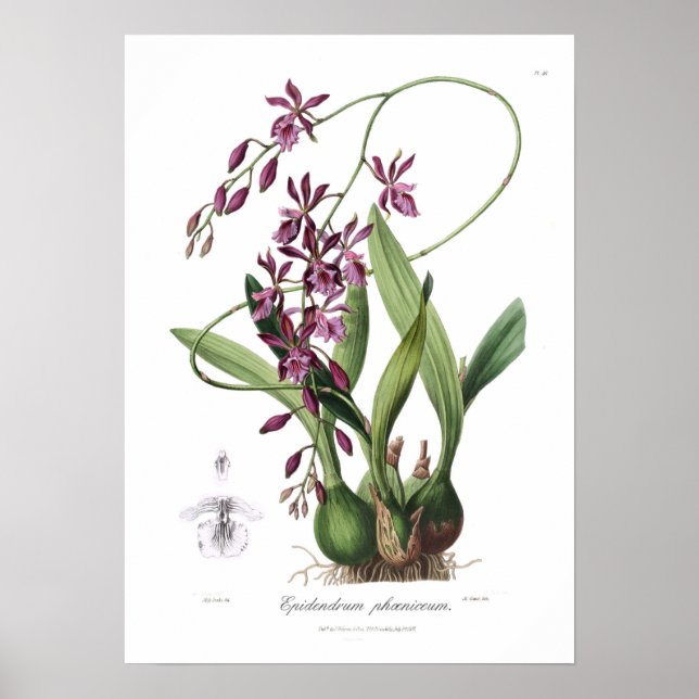 Epidendrum Phœniceum. Poster (Front)